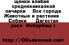 щенки алабая ( среднекавказкой овчарки) - Все города Животные и растения » Собаки   . Дагестан респ.,Избербаш г.